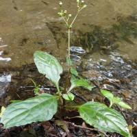 Adenostemma